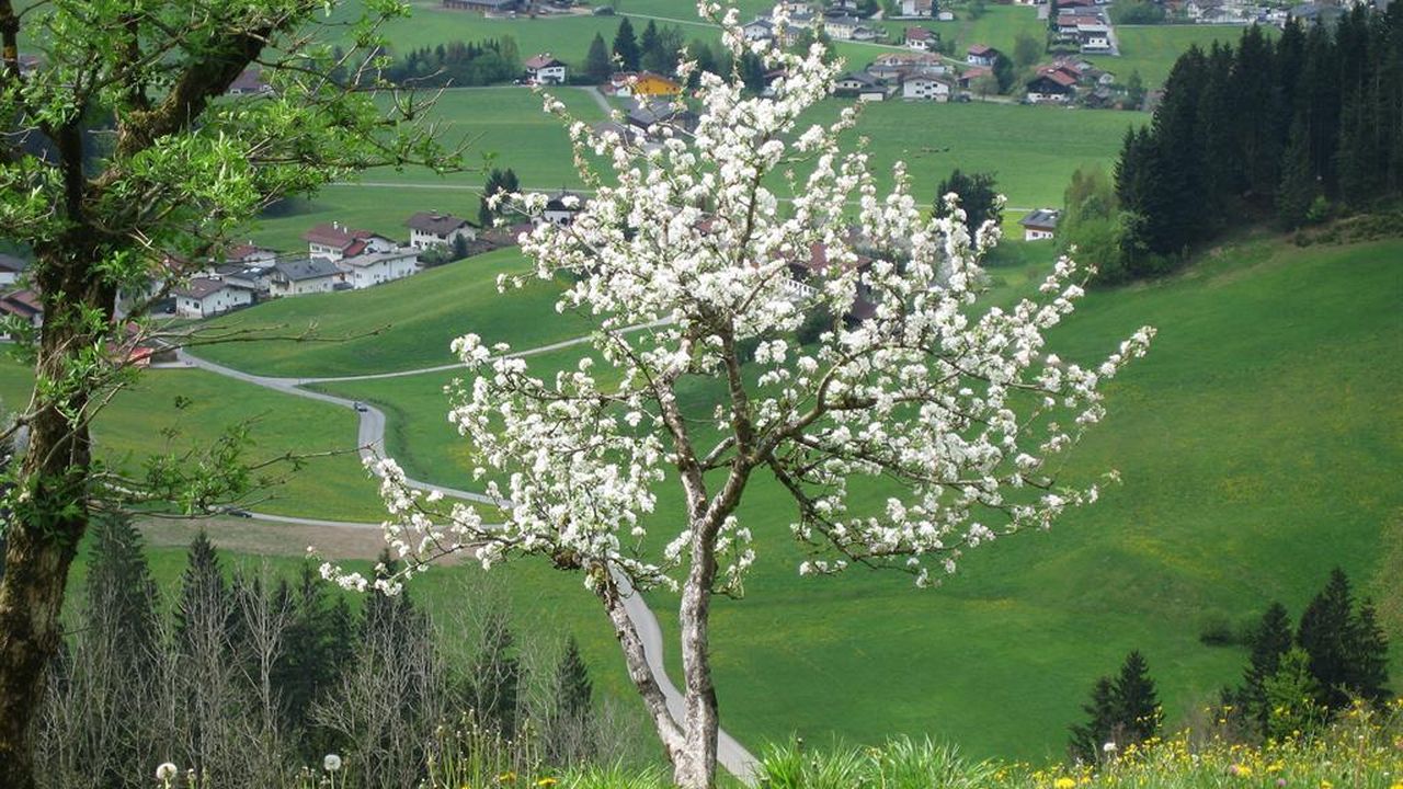 Frühling Frühling